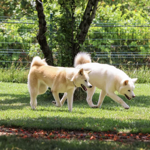 Köpek Oteli Seçimi: Nelere Dikkat Etmeliyiz?